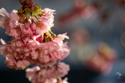 Körsbärsblommor i rosa och vitt